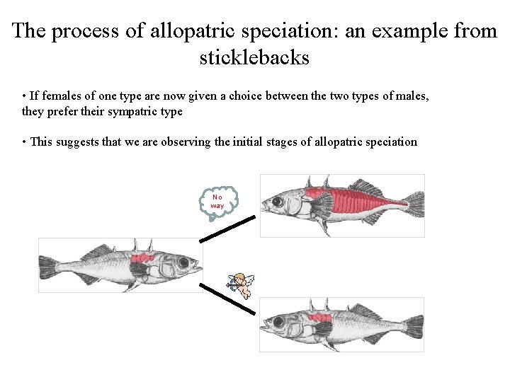 The process of allopatric speciation: an example from sticklebacks • If females of one