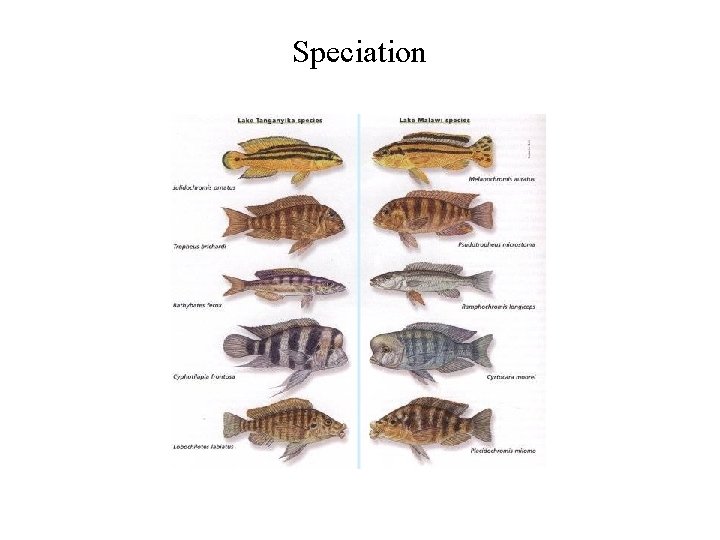 Speciation 