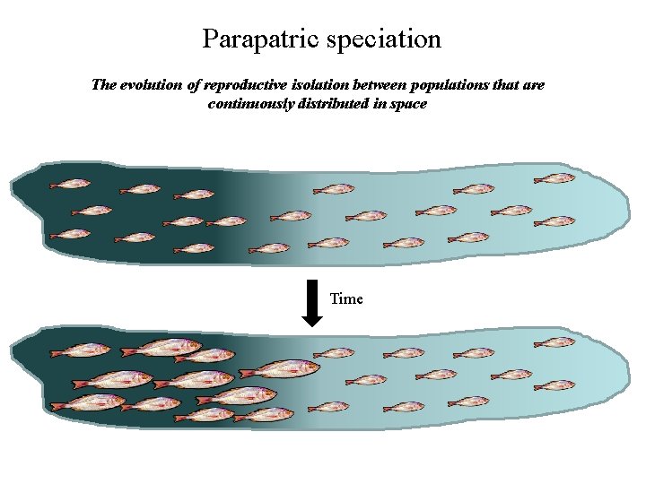 Parapatric speciation The evolution of reproductive isolation between populations that are continuously distributed in