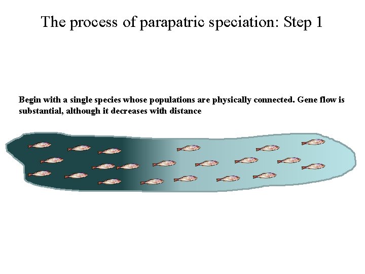 The process of parapatric speciation: Step 1 Begin with a single species whose populations