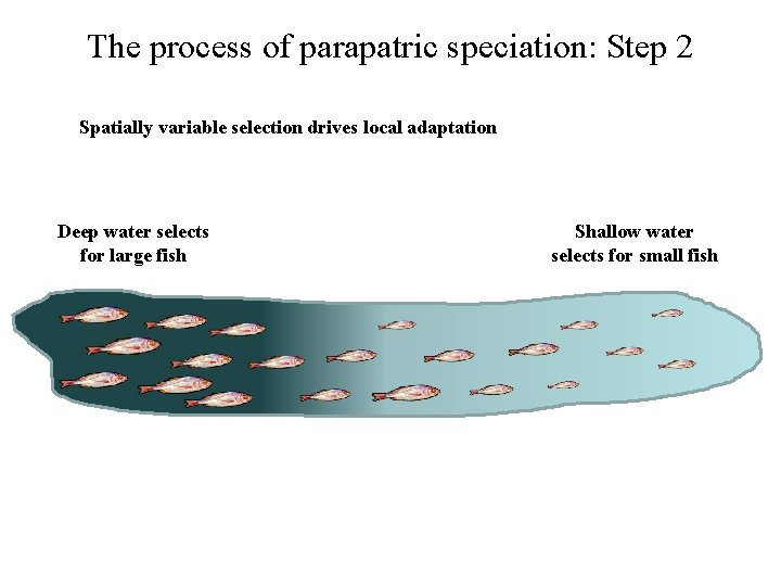 The process of parapatric speciation: Step 2 Spatially variable selection drives local adaptation Deep