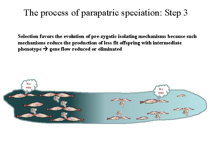 The process of parapatric speciation: Step 3 Selection favors the evolution of pre-zygotic isolating