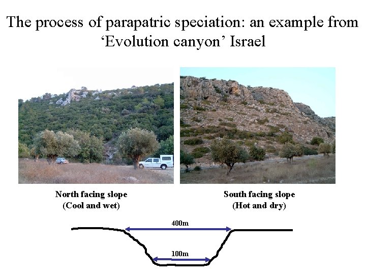 The process of parapatric speciation: an example from ‘Evolution canyon’ Israel North facing slope