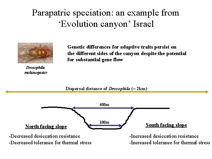 Parapatric speciation: an example from ‘Evolution canyon’ Israel Genetic differences for adaptive traits persist