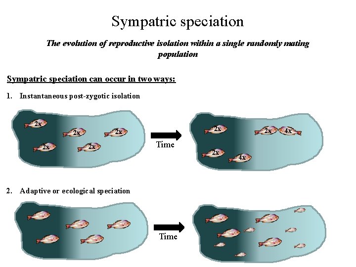 Sympatric speciation The evolution of reproductive isolation within a single randomly mating population Sympatric