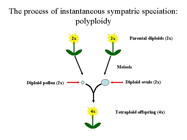 The process of instantaneous sympatric speciation: polyploidy 2 x Parental diploids (2 x) 2