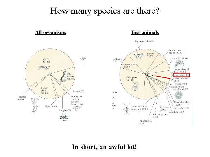 How many species are there? All organisms Just animals In short, an awful lot!