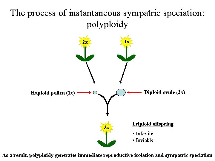 The process of instantaneous sympatric speciation: polyploidy 4 x 2 x Diploid ovule (2