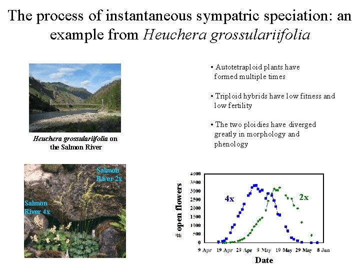 The process of instantaneous sympatric speciation: an example from Heuchera grossulariifolia • Autotetraploid plants