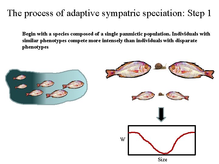 The process of adaptive sympatric speciation: Step 1 Begin with a species composed of