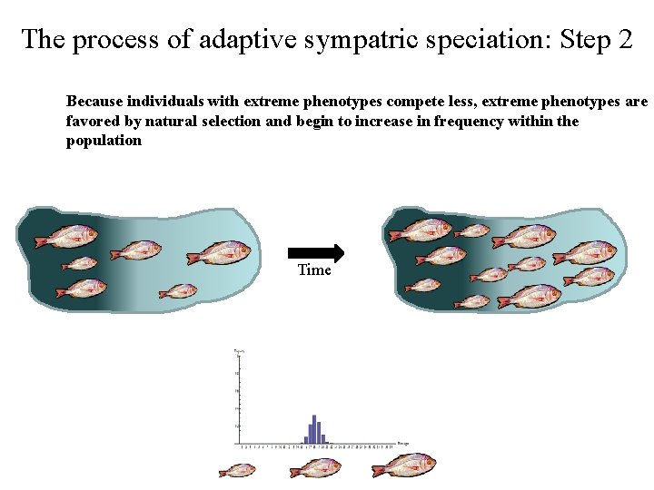 The process of adaptive sympatric speciation: Step 2 Because individuals with extreme phenotypes compete