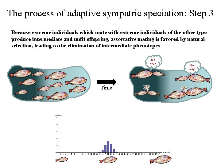 The process of adaptive sympatric speciation: Step 3 Because extreme individuals which mate with