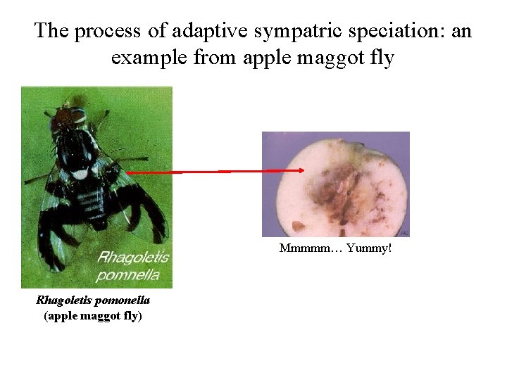 The process of adaptive sympatric speciation: an example from apple maggot fly Mmmmm… Yummy!