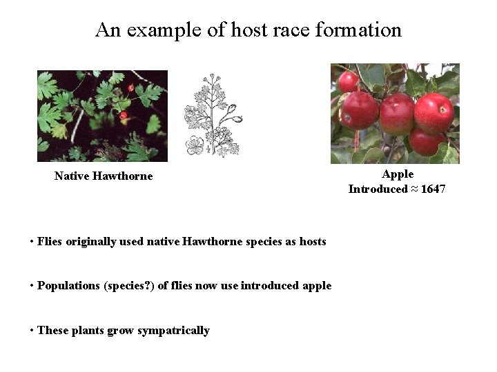 An example of host race formation Native Hawthorne • Flies originally used native Hawthorne