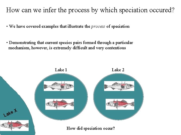 How can we infer the process by which speciation occured? • We have covered