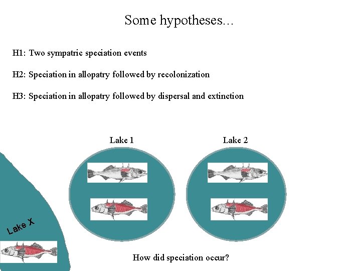 Some hypotheses… H 1: Two sympatric speciation events H 2: Speciation in allopatry followed