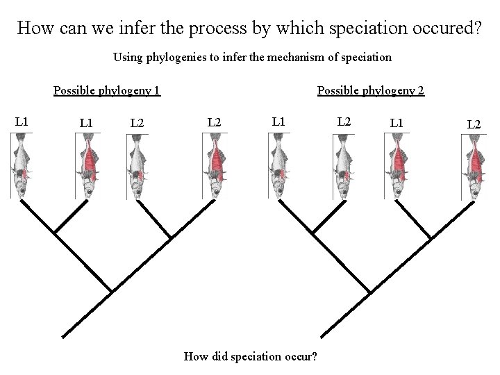 How can we infer the process by which speciation occured? Using phylogenies to infer