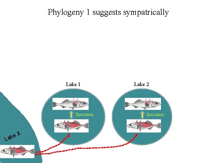 Phylogeny 1 suggests sympatrically Lake 1 Speciation e Lak X Lake 2 Speciation 