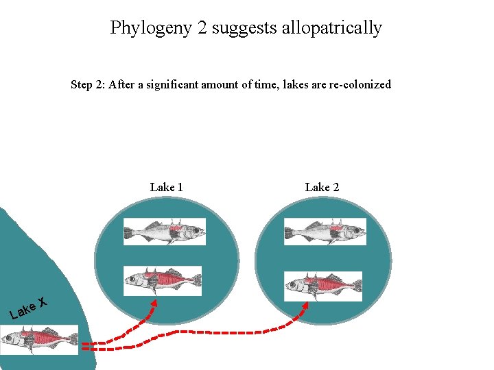 Phylogeny 2 suggests allopatrically Step 2: After a significant amount of time, lakes are