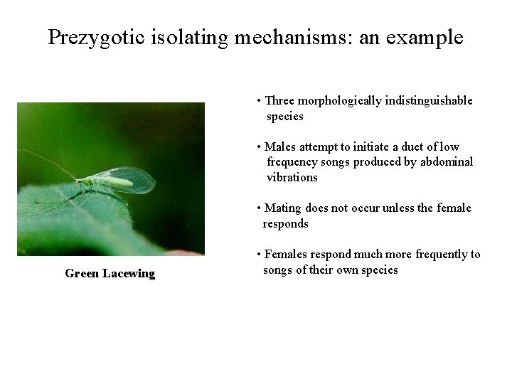 Prezygotic isolating mechanisms: an example • Three morphologically indistinguishable species • Males attempt to