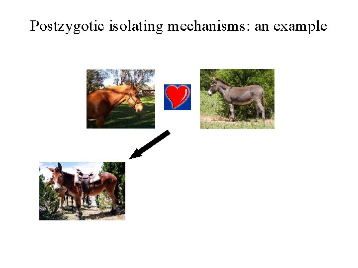 Postzygotic isolating mechanisms: an example 