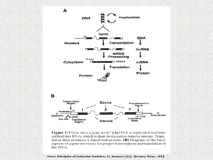 From: Principles of Molecular Medicine. LL Jameson (Ed). Humana Press, 1998 