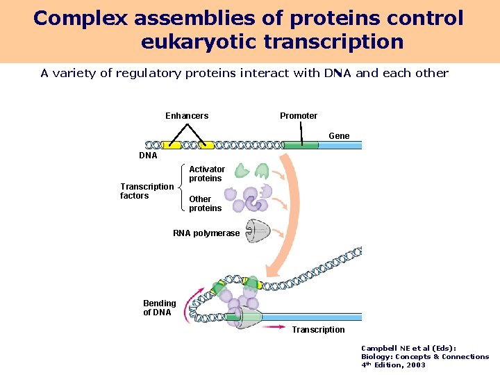 Complex assemblies of proteins control eukaryotic transcription A variety of regulatory proteins interact with
