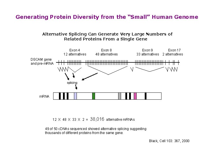 Generating Protein Diversity from the “Small” Human Genome Alternative Splicing Can Generate Very Large