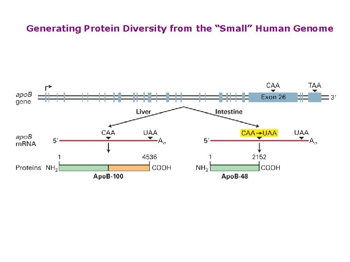 Generating Protein Diversity from the “Small” Human Genome 