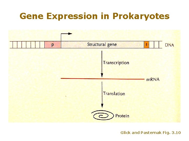 Gene Expression in Prokaryotes Glick and Pasternak Fig. 3. 10 