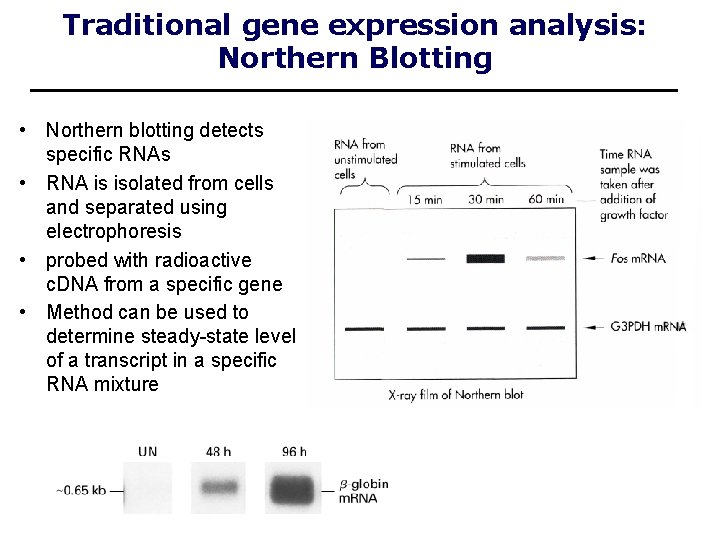 Traditional gene expression analysis: Northern Blotting • Northern blotting detects specific RNAs • RNA