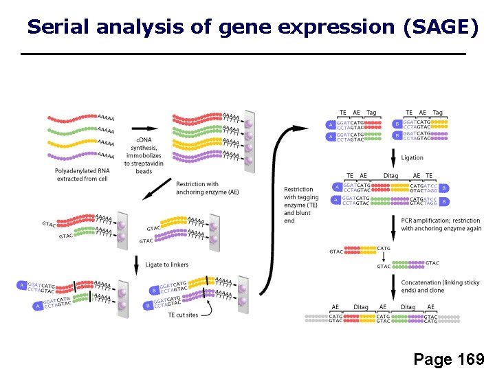 Serial analysis of gene expression (SAGE) Page 169 
