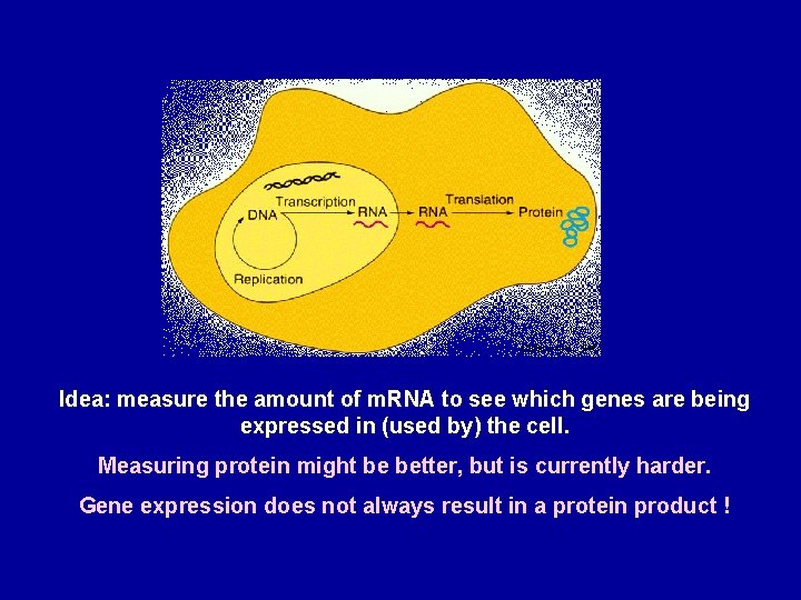 Idea: measure the amount of m. RNA to see which genes are being expressed
