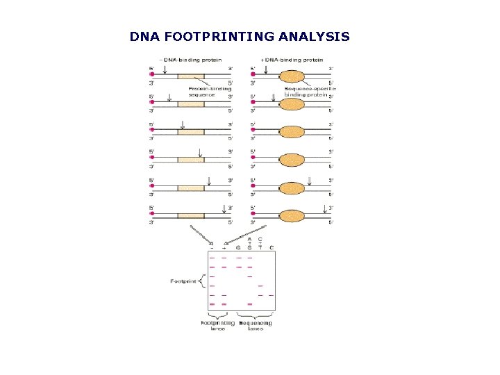 DNA FOOTPRINTING ANALYSIS 