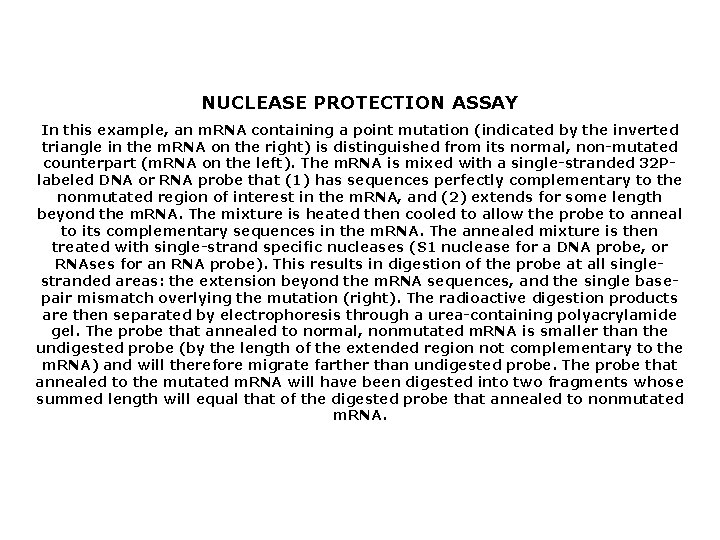 NUCLEASE PROTECTION ASSAY In this example, an m. RNA containing a point mutation (indicated