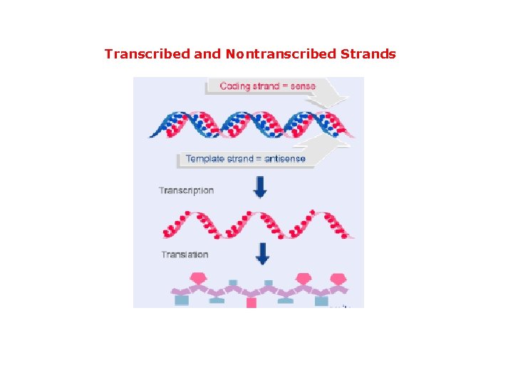 Transcribed and Nontranscribed Strands 