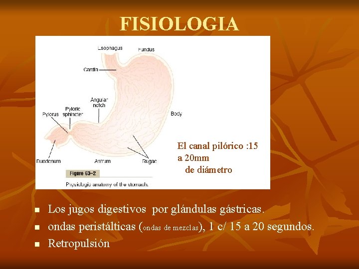 FISIOLOGIA El canal pilórico : 15 a 20 mm de diámetro n n n