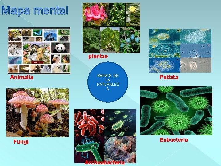 Mapa mental plantae Animalia REINOS DE LA NATURALEZ A Potista Eubacteria Fungi Archaebacteria 