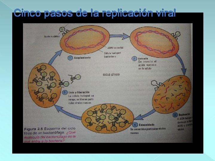 Cinco pasos de la replicación viral 