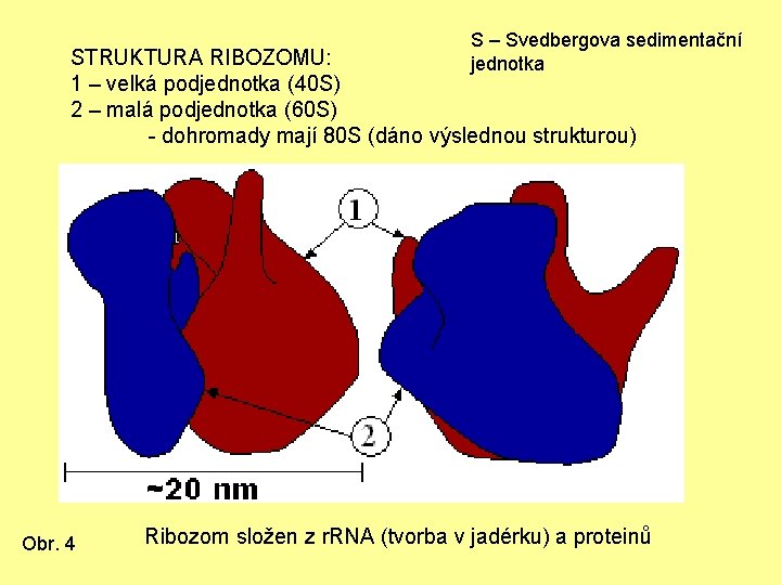 S – Svedbergova sedimentační jednotka STRUKTURA RIBOZOMU: 1 – velká podjednotka (40 S) 2