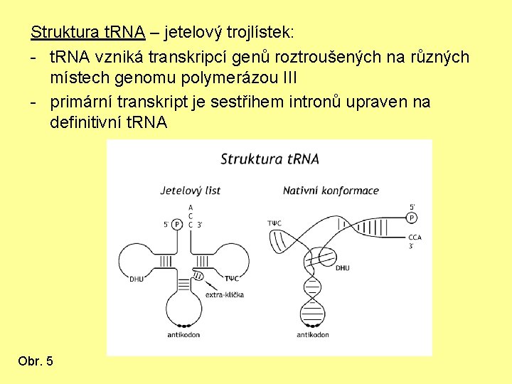 Struktura t. RNA – jetelový trojlístek: - t. RNA vzniká transkripcí genů roztroušených na