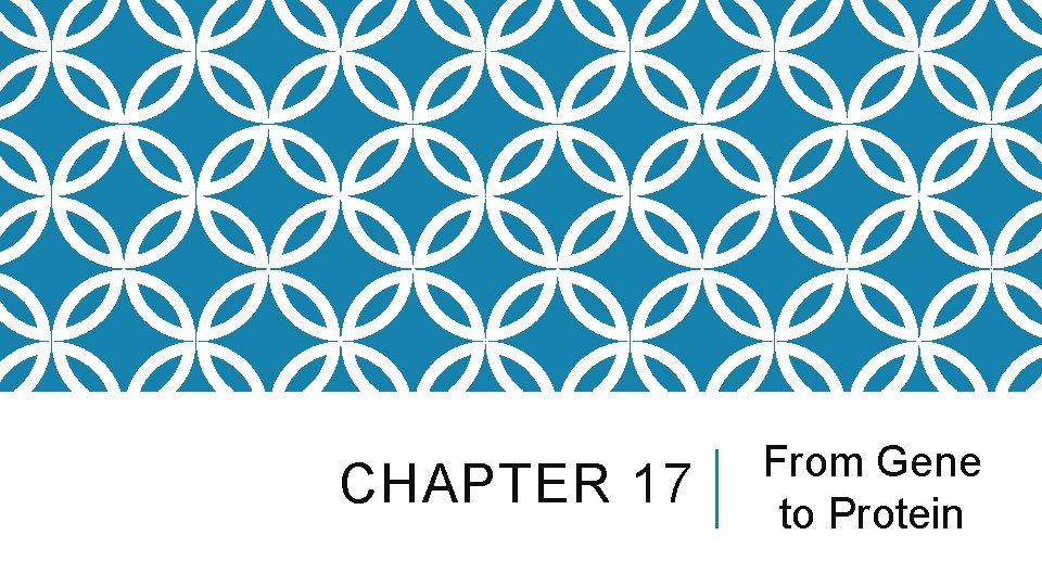 CHAPTER 17 From Gene to Protein 