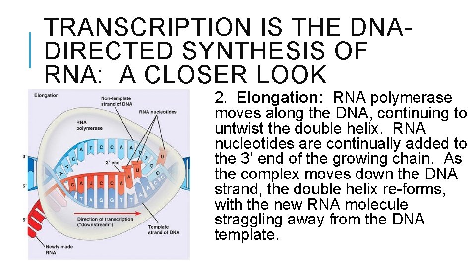 TRANSCRIPTION IS THE DNADIRECTED SYNTHESIS OF RNA: A CLOSER LOOK 2. Elongation: RNA polymerase
