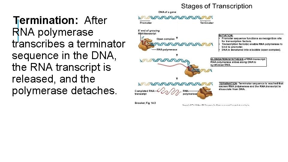 Termination: After RNA polymerase transcribes a terminator sequence in the DNA, the RNA transcript