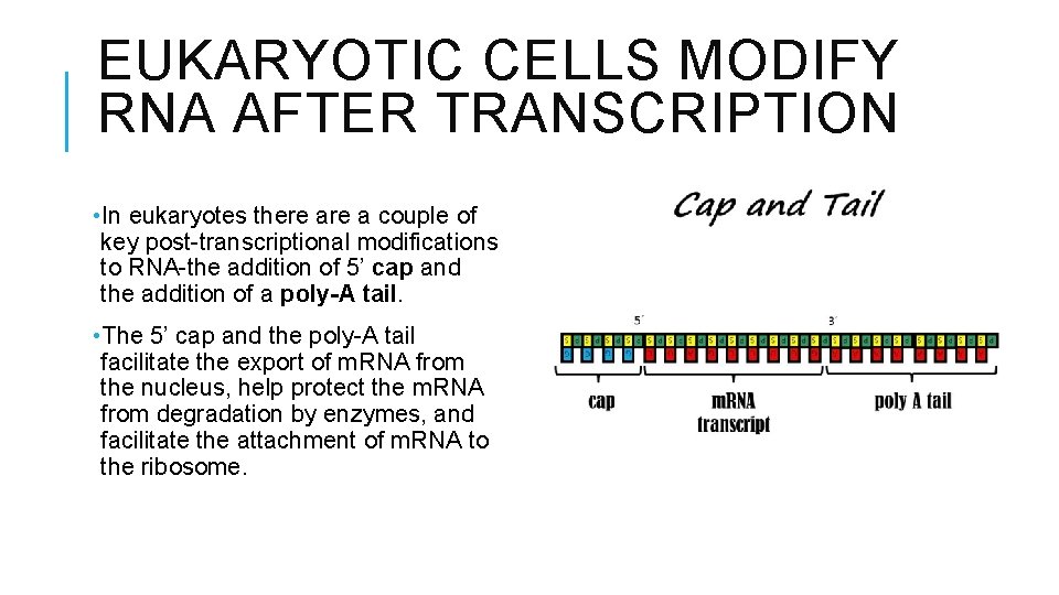 EUKARYOTIC CELLS MODIFY RNA AFTER TRANSCRIPTION • In eukaryotes there a couple of key