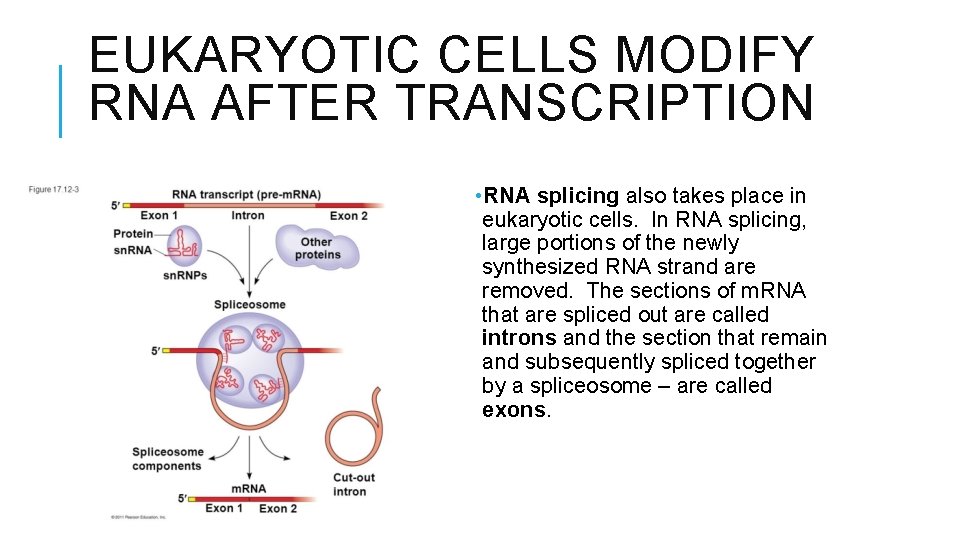 EUKARYOTIC CELLS MODIFY RNA AFTER TRANSCRIPTION • RNA splicing also takes place in eukaryotic