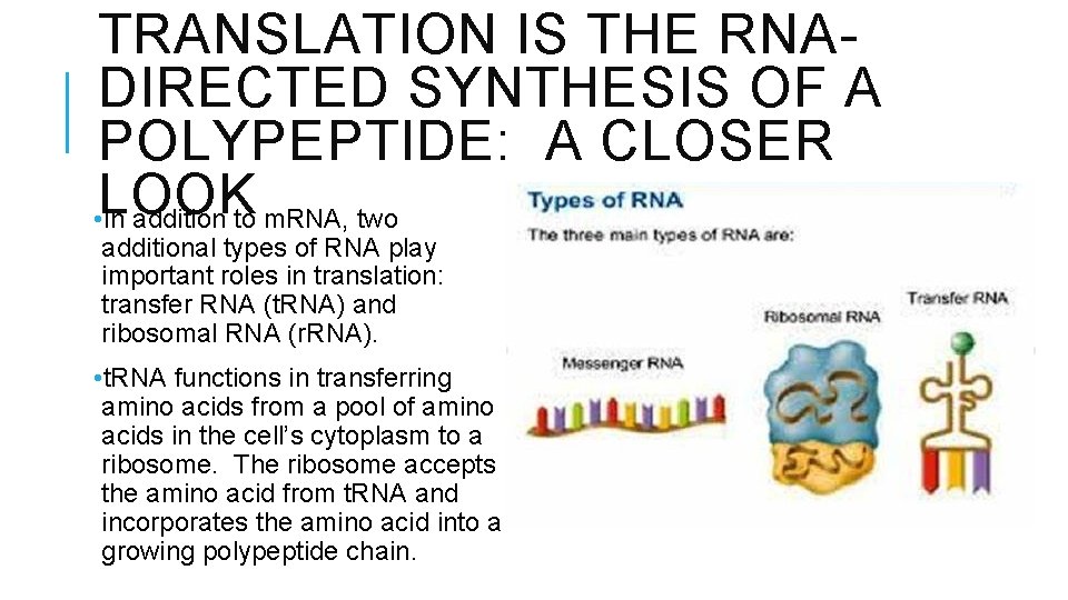 TRANSLATION IS THE RNADIRECTED SYNTHESIS OF A POLYPEPTIDE: A CLOSER LOOK • In addition