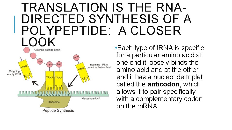 TRANSLATION IS THE RNADIRECTED SYNTHESIS OF A POLYPEPTIDE: A CLOSER LOOK • Each type