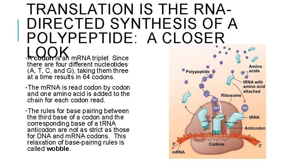 TRANSLATION IS THE RNADIRECTED SYNTHESIS OF A POLYPEPTIDE: A CLOSER • LOOK A codon