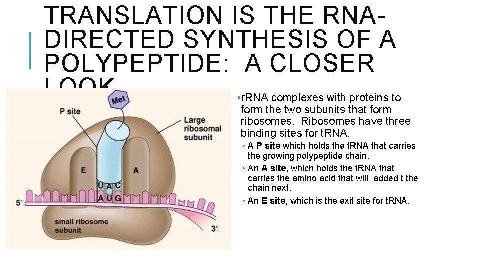 TRANSLATION IS THE RNADIRECTED SYNTHESIS OF A POLYPEPTIDE: A CLOSER LOOK • r. RNA